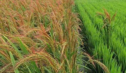 农民种植水稻不赚钱,不防试试种植这种水稻,每斤能卖到近300元