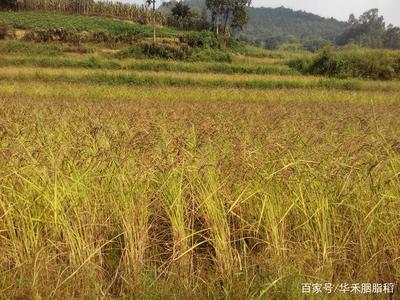 种植胭脂稻基本技术参数